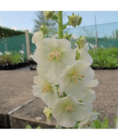 Verbascum phoeniceum White Bride (1lt)