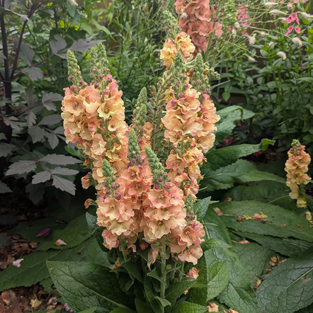 Verbascum Pink Petticoats (1.5lt)