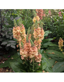 Verbascum Pink Petticoats (1.5lt)
