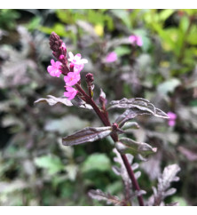 Verbena officionalis var. grandiflora Bampton (0.8lt) Verbena officionalis var. grandiflora Bampton (0.8lt)