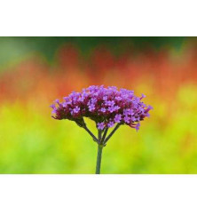 Verbena bonariensis (1lt)