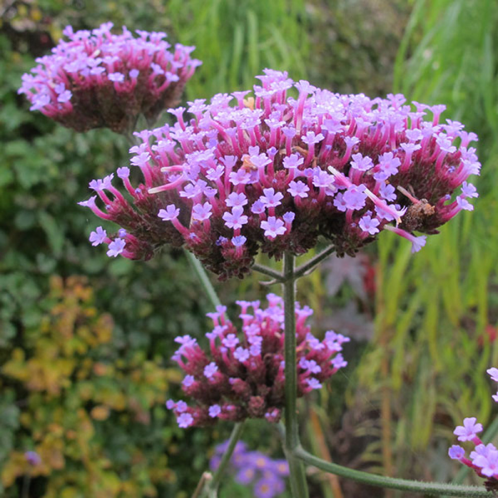 Verbena bonariensis (1lt)