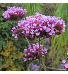 Verbena bonariensis (1lt)