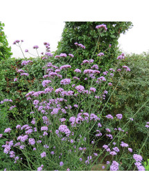 Verbena bonariensis (Seeds)