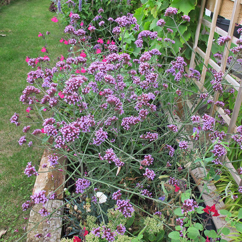 Verbena bonariensis lollipop (0.8lt)