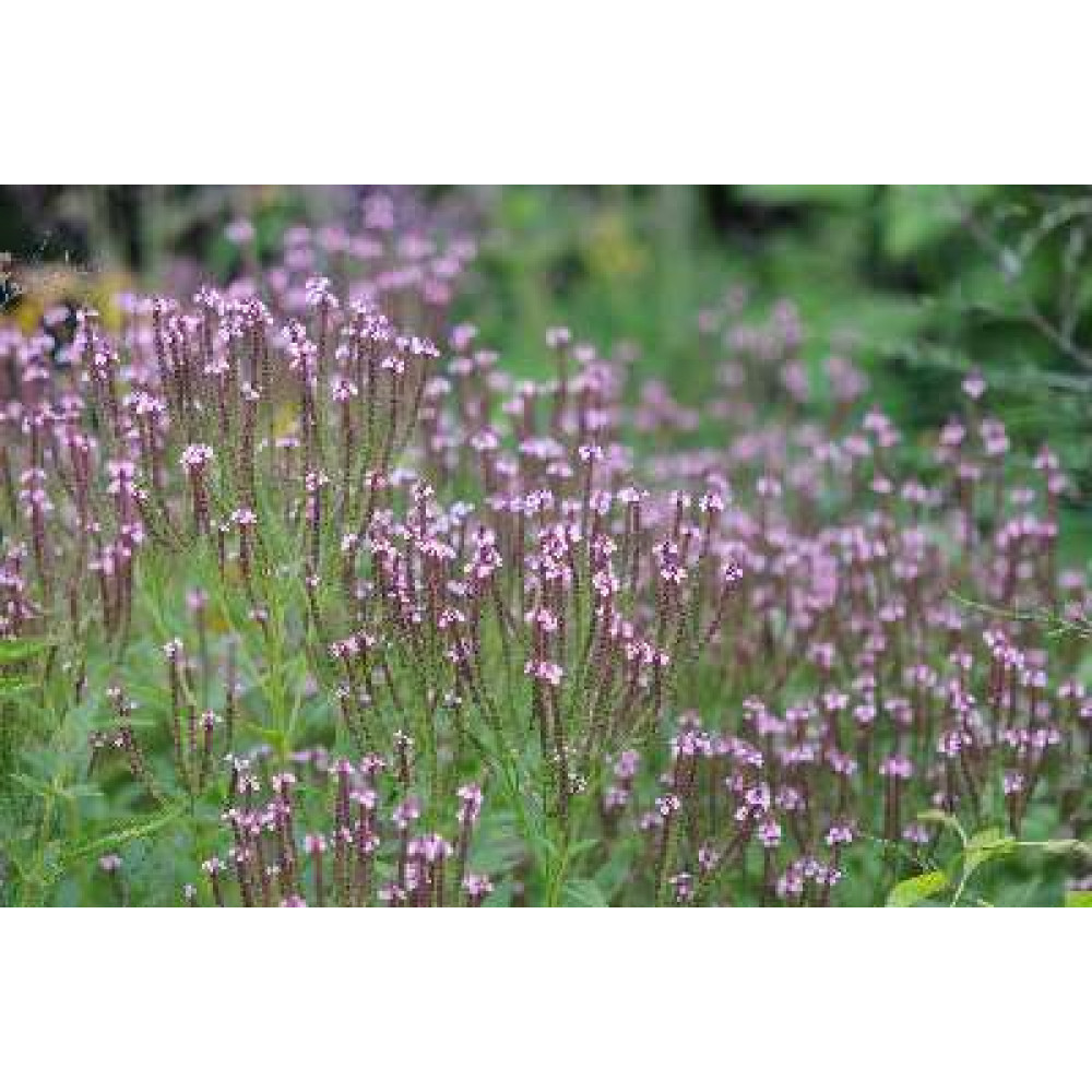 Verbena hastata rosea (1lt)