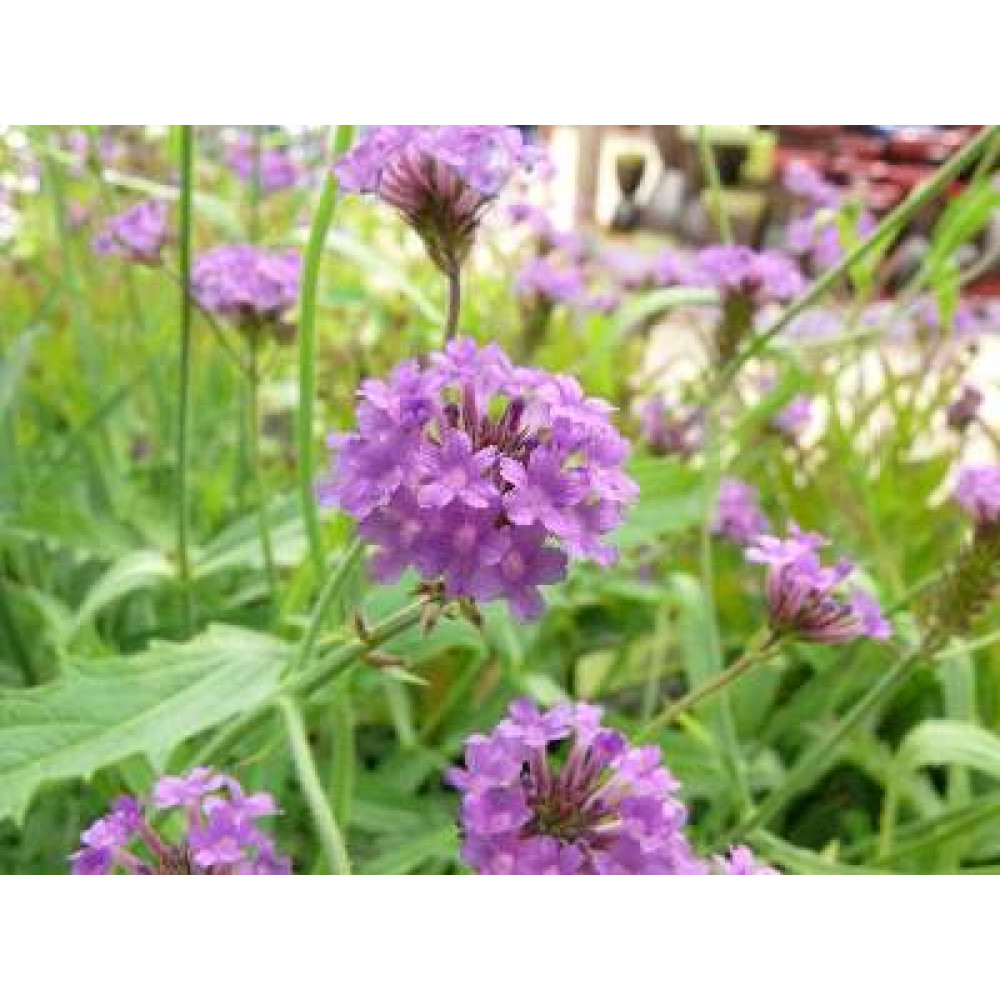 Verbena rigida (1lt)