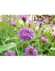 Verbena rigida (1lt)