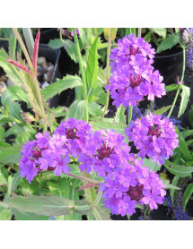 Verbena rigida (1lt)