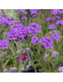Verbena rigida Dazzling Night (0.8lt)