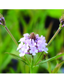 Verbena rigida lilacina Polaris Sky Blue (0.8lt)