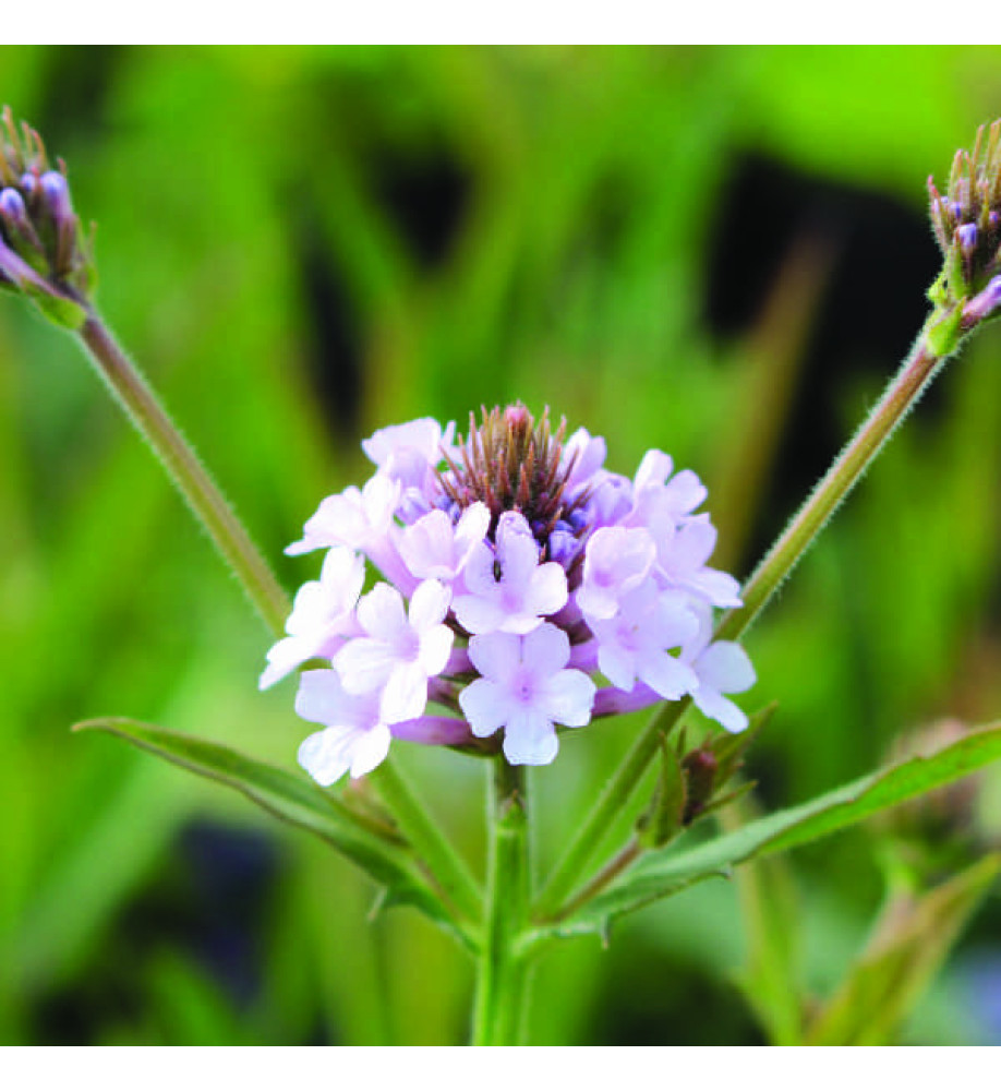 Verbena rigida lilacina Polaris Sky Blue (0.8lt)