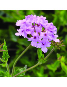 Glandularia Seabrook Lavender (AKA- Verbena) (0.8lt)