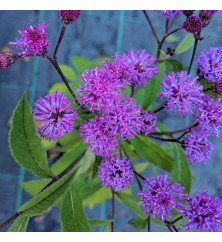 Vernonia arkansana (1lt)