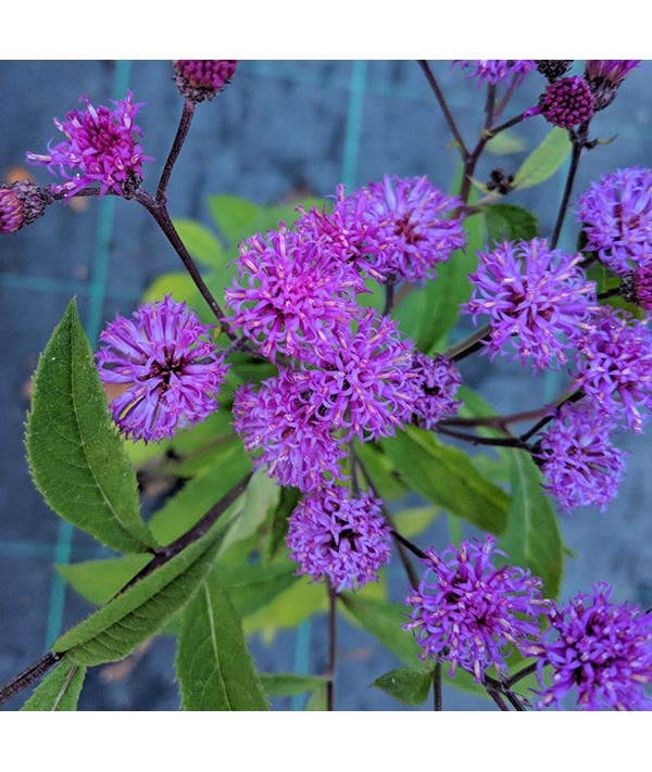 Vernonia arkansana (2lt)