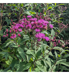 Vernonia arkansana (1lt)