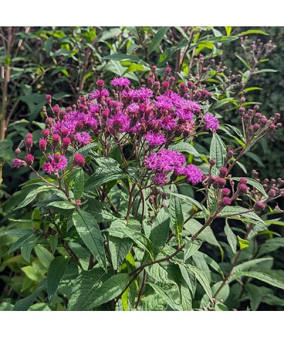 Vernonia arkansana (2lt)