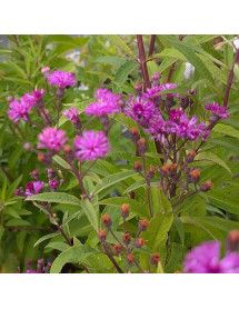 Vernonia noveboracensis (3lt)