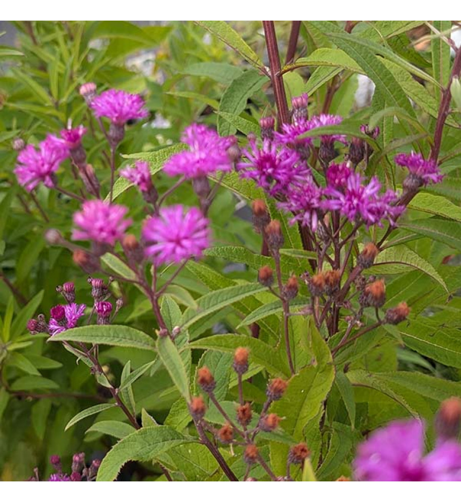 Vernonia noveboracensis (3lt)