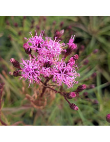 Vernonia Summer Swan Song (2lt)