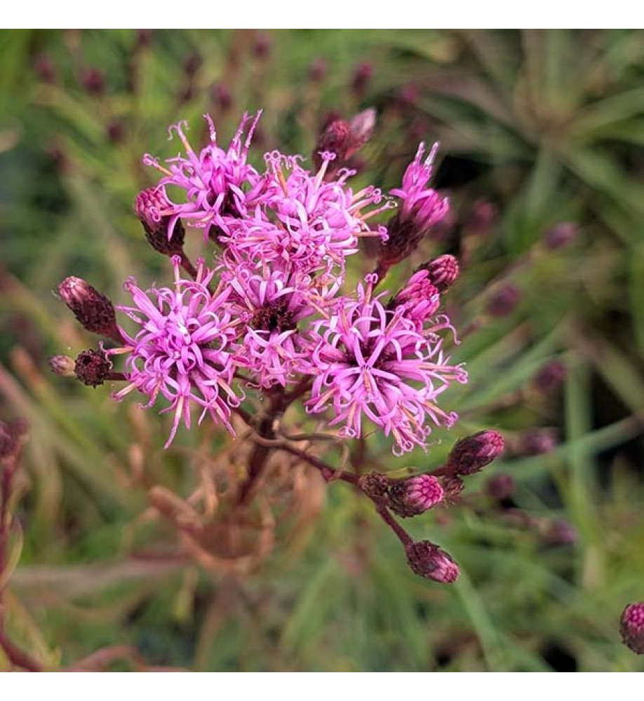 Vernonia Summer Swan Song (2lt)