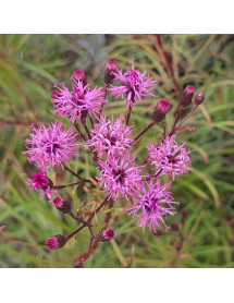 Vernonia Summer Swan Song (2lt)