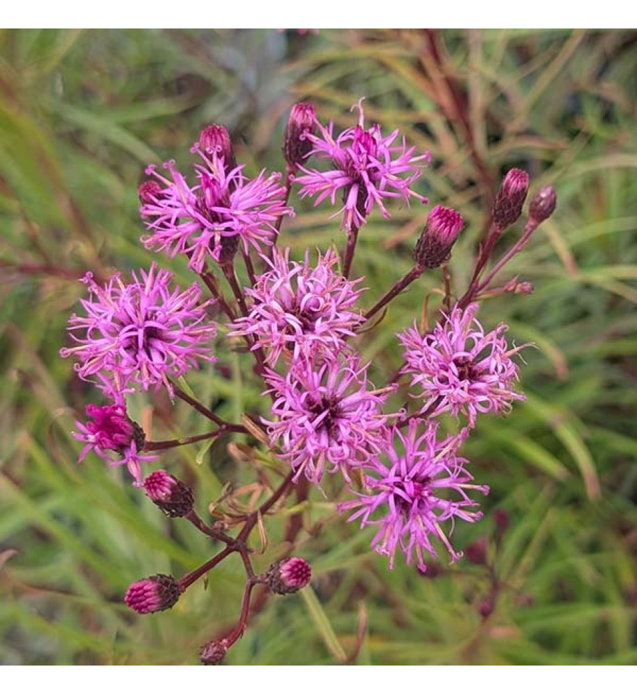 Vernonia Summer Swan Song (2lt)