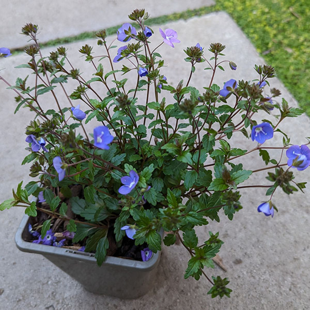 Veronica umbrosa Georgia Blue (1lt)