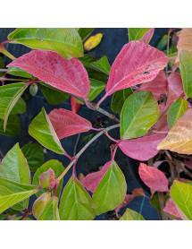 Viburnum awabuki  Emerald Lustre (3lt)
