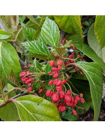 Viburnum awabuki  Emerald Lustre (3lt)