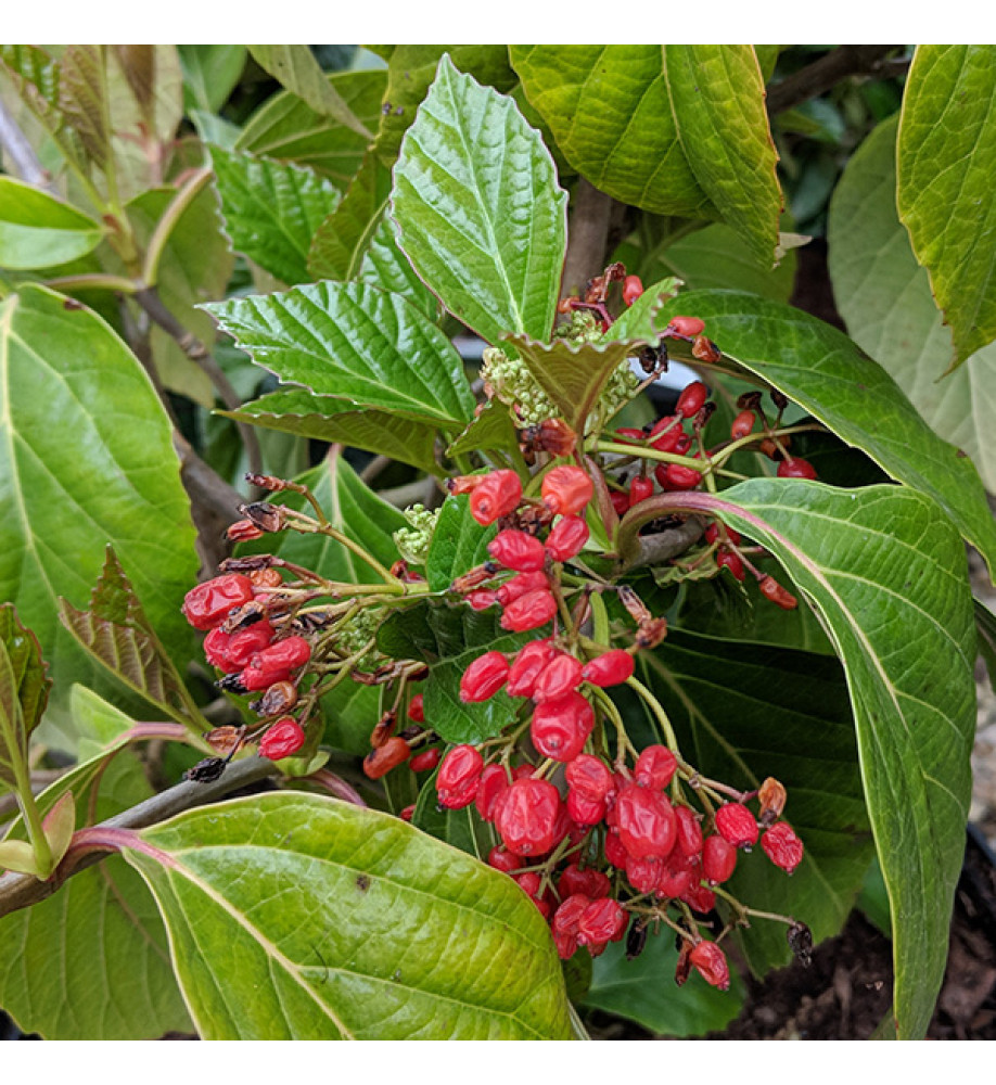 Viburnum awabuki  Emerald Lustre (3lt)