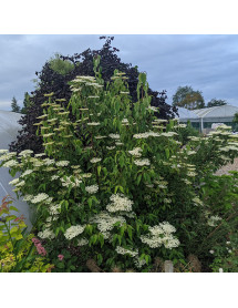 Viburnum betulifolium (2lt)
