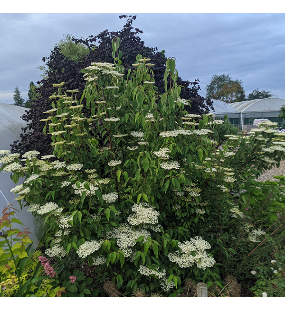 Viburnum betulifolium (2lt)