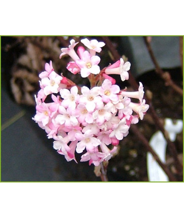 Viburnum x bodnantense Charles Lamont (3lt)