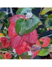 Viburnum x burkwoodii Anne Russell (12lt airpot)