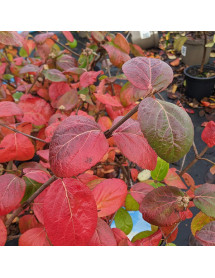 Viburnum x carlcephalum (12.5lt airpot)