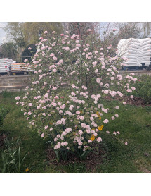 Viburnum carlesii Aurora (5lt)