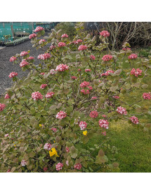 Viburnum carlesii Aurora (12lt airpot) Viburnum carlesii Aurora (12lt airpot)