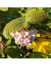 Viburnum carlesii Aurora (12lt airpot)