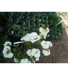Viburnum Eskimo (10lt)