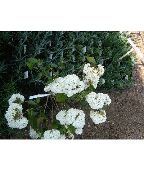 Viburnum Eskimo (3lt)