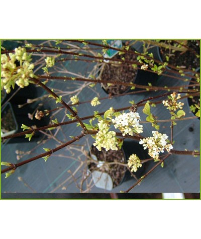 Viburnum farreri Candidissimum (3lt)