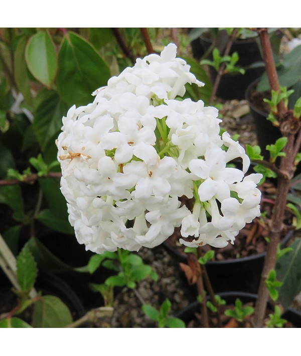 Viburnum farreri Candidissimum (3lt)