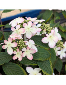 Viburnum plicatum tomentosum Kilimanjaro Sunrise (2lt)