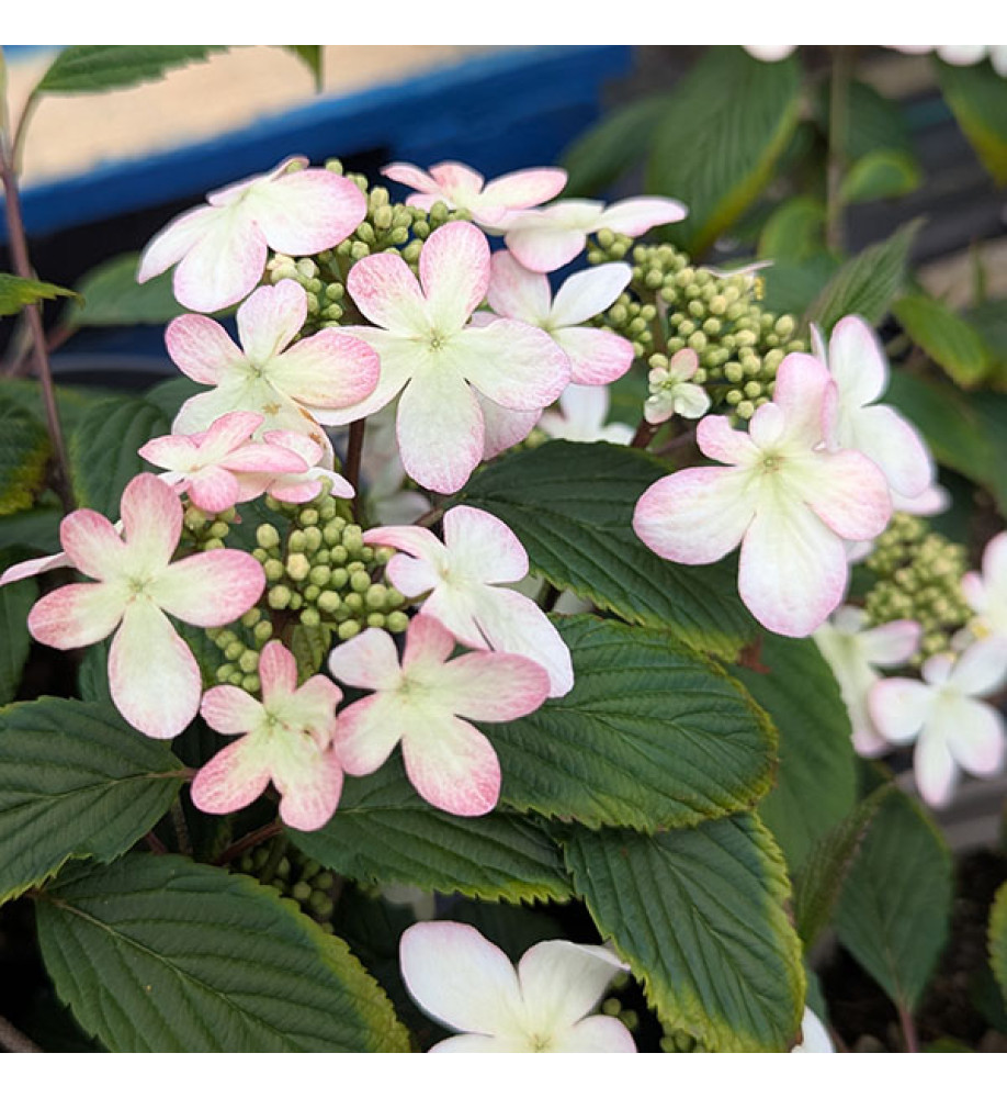 Viburnum plicatum tomentosum Kilimanjaro Sunrise (2lt)
