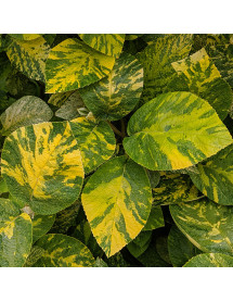 Viburnum lantana Variegatum (20lt)