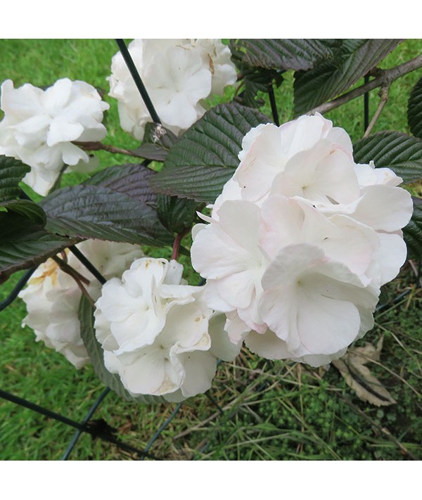 Viburnum plicatum Mary Milton (5lt) Viburnum plicatum Mary Milton (5lt)