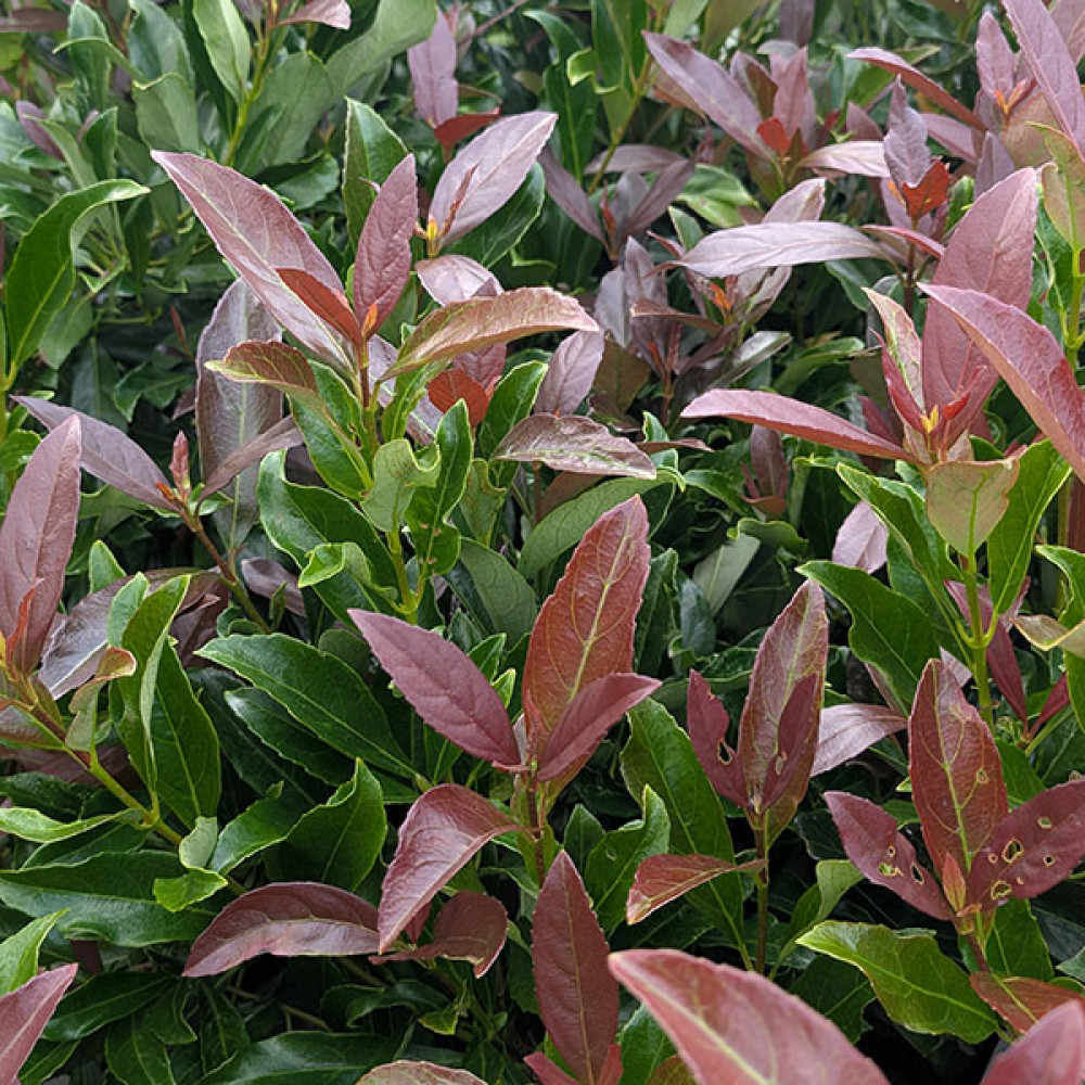Viburnum odoratissimum Coppertop (4.5lt)
