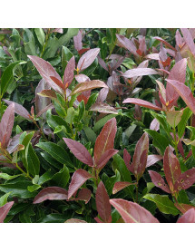 Viburnum odoratissimum Coppertop (4.5lt)