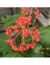 Viburnum opulus Compactum (3lt)